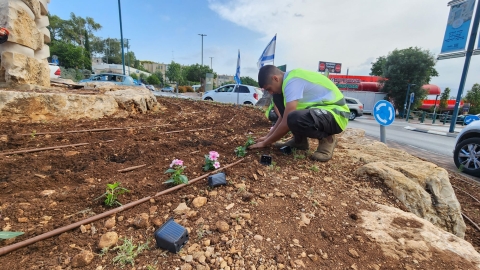 התחלנו בשתילה נרחבת של פרחי העונה בכיכרות העיר (1).jpeg