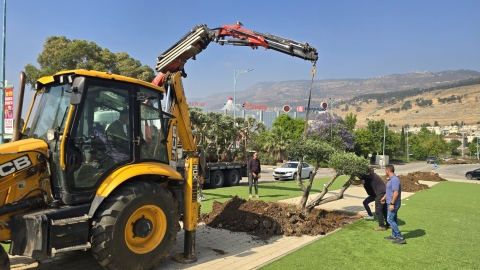 התחלנו בנטיעת עצי זית מעוצבים בכיכרות ברחבי העיר