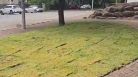 פרסנו מדשאה חדשה ברחוב אליעזר פרי